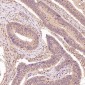 Anti-NAK/TBK1 (N-term) Rabbit Monoclonal Antibody